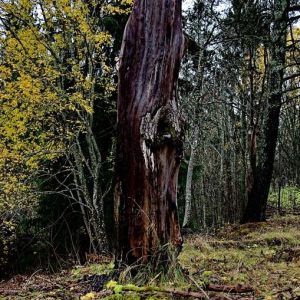 Bergslags Bilder