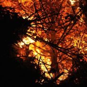 Burning Christmas Trees