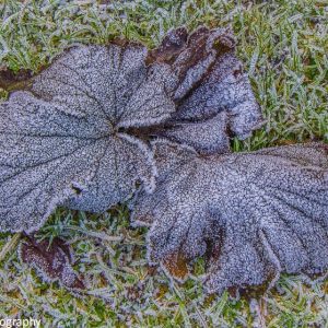 Arboretum Kalmthout Decembertuin 2016