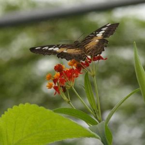 Papiliorama