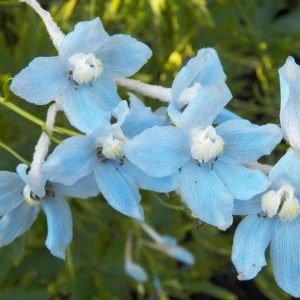 Chris' & Shelagh's Garden 2021