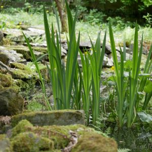 2018-04-28 Junebugs Garten