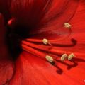 Fleurs