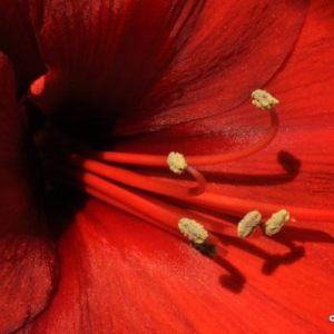 Fleurs