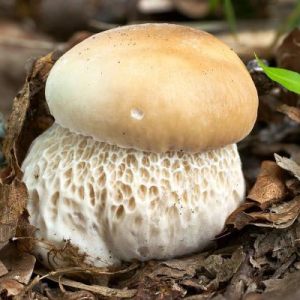 Mushrooms in details