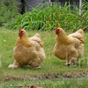 Cochin Chicken in Concord