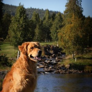 MESTERSKAPSHELGEN 2014 NORGE