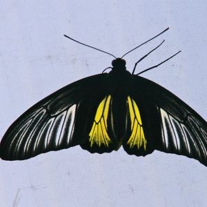 Insekten  1