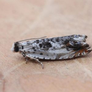 Microvlinders , Micro Moths