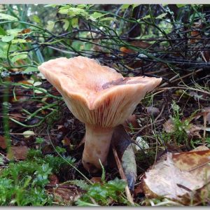 Finland paddenstoelen