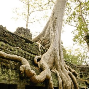 L'arbre dans tous ses états
