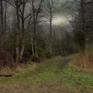 Østfold forests and landscapes