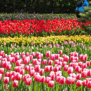 04.2025 • Kultur und Tulpen in Holland