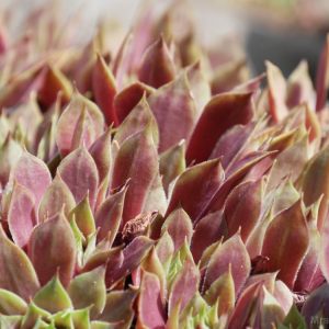 2018-07-20 Oberhof Rennsteig Berggarten