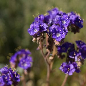 Spring Wildflowers 2023
