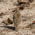 Larks