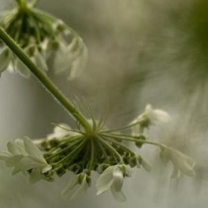 Bloemen en Planten
