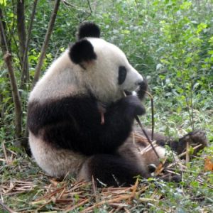 Bambous, Pandas, Poissons rouges et Etudiants, Chengdu Octobre 2010