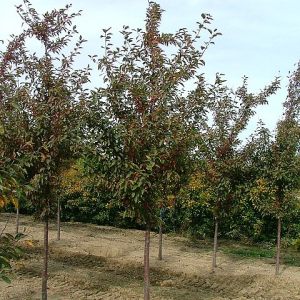 American Triumph™ Crabapple