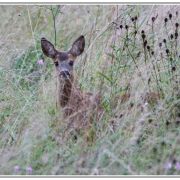 Into the bush - Parmi les herbes folles