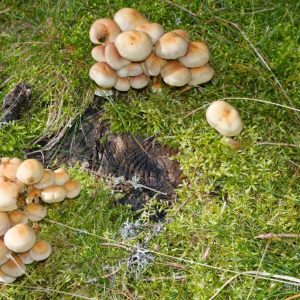 Nature Auvergnate