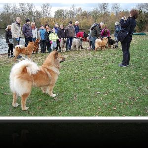 Eurasier Walk November 2010