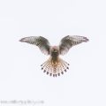 kestrel