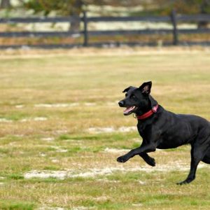 NBF The Challenge fredag 2025