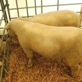 Heathfield Agricultural Show May 2011
