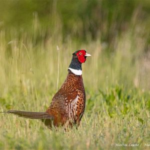 Istrien - Wildlife im Frühling