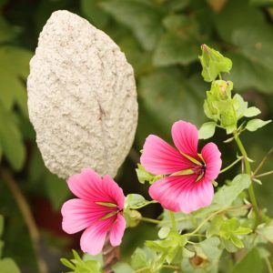 Butterfly garden