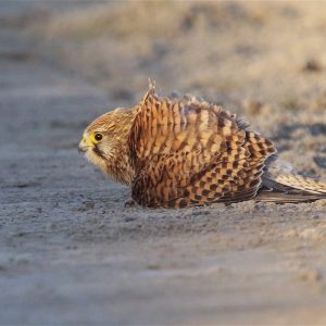 Torenvalk neemt een zandbad