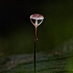Fungi in the Toterfout
