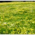 Un tapis printanier