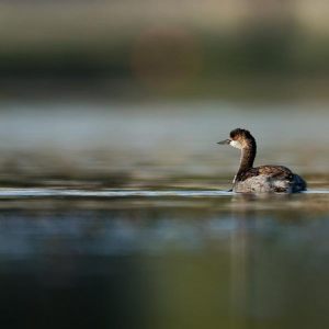 Floating hide October 2025