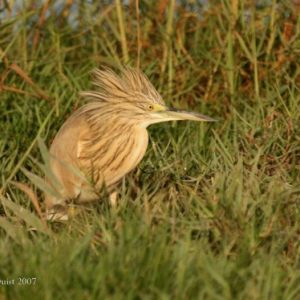 Bitterns, Herons, Egrets, Storks, Ibis'