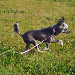Glacee onze Chinese Naakthond (hairless)