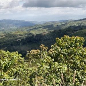 The coffee farmers of Honduras