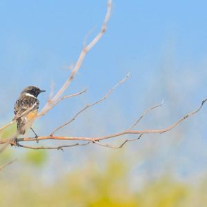 Les Oiseaux du Hables d'Ault