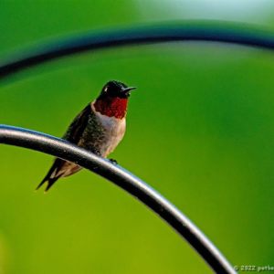 1000 hummingbirds or 1 1000 times