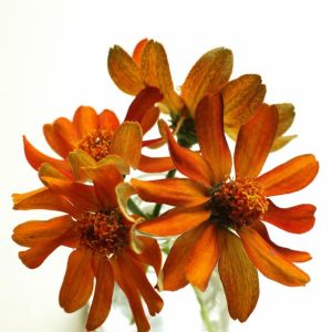 flora
