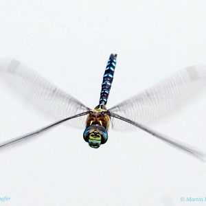 Schönheit des Libellenfluges