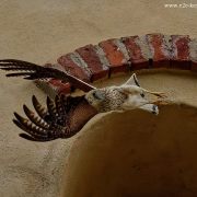 2023 - Kestrels in Entre-deux-Eaux