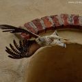 2023 - Kestrels in Entre-deux-Eaux