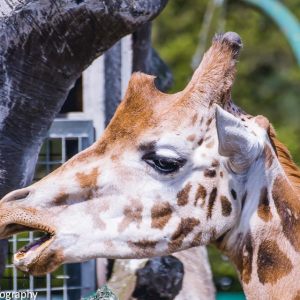 Olmense Zoo 2016