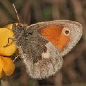 Searching for Angels