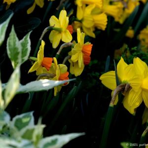 Garden Show and Orchid Pictures