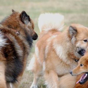 Eurasier Walk June 2010