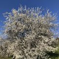 Printemps-2021