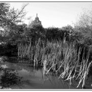 La lande du Chêne-Rond